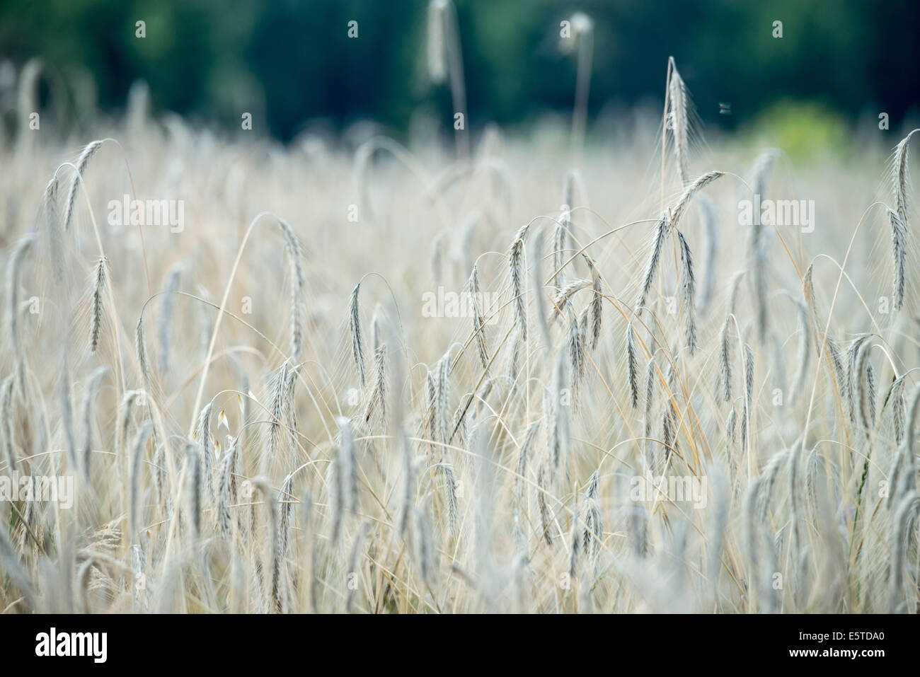 Amberg, Germania. 23 Luglio, 2014. Un campo di grano del 'Champagne segala " varietà vicino a Amberg, Germania, 23 luglio 2014. Vecchie varietà di raccolto sono attualmente godendo di un rinascimento. Foto: ARMIN WEIGEL/DPA/Alamy Live News Foto Stock
