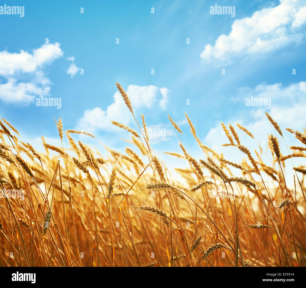 Campo di grano contro il cielo blu sullo sfondo Foto Stock