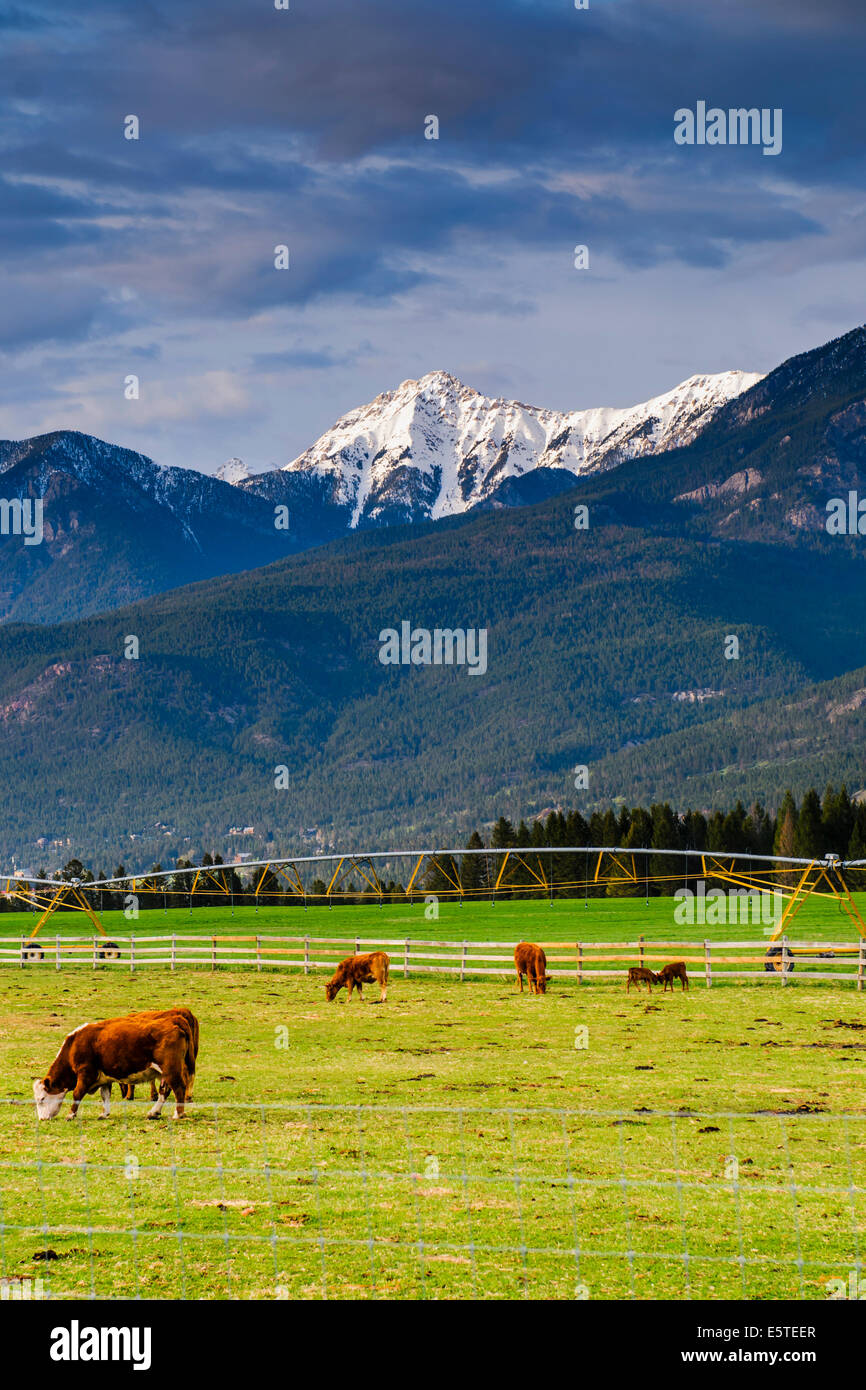 Ranch di bestiame in un alpeggio Foto Stock