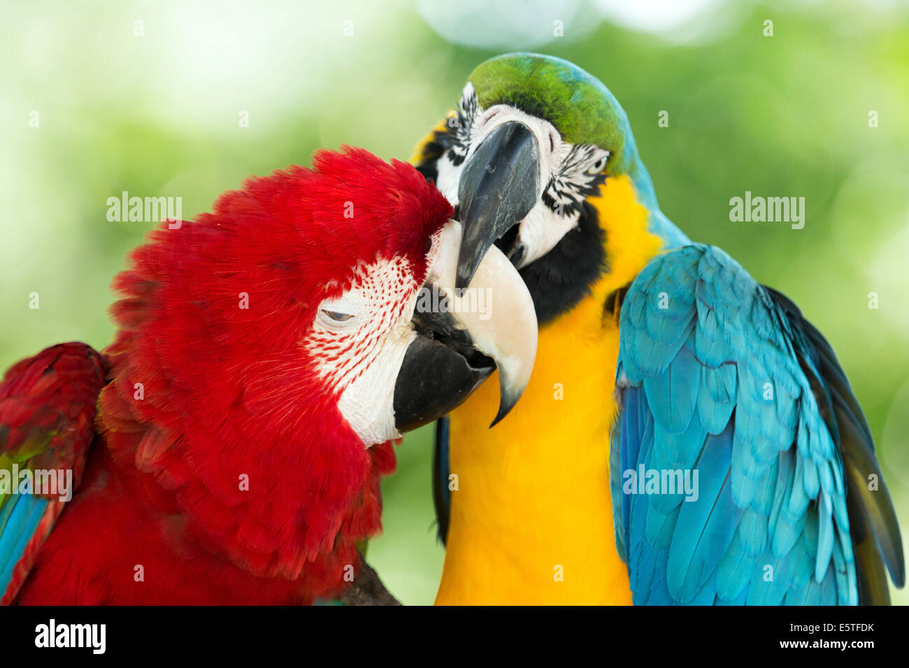 Coppia di colorati Macaws pappagalli Foto Stock