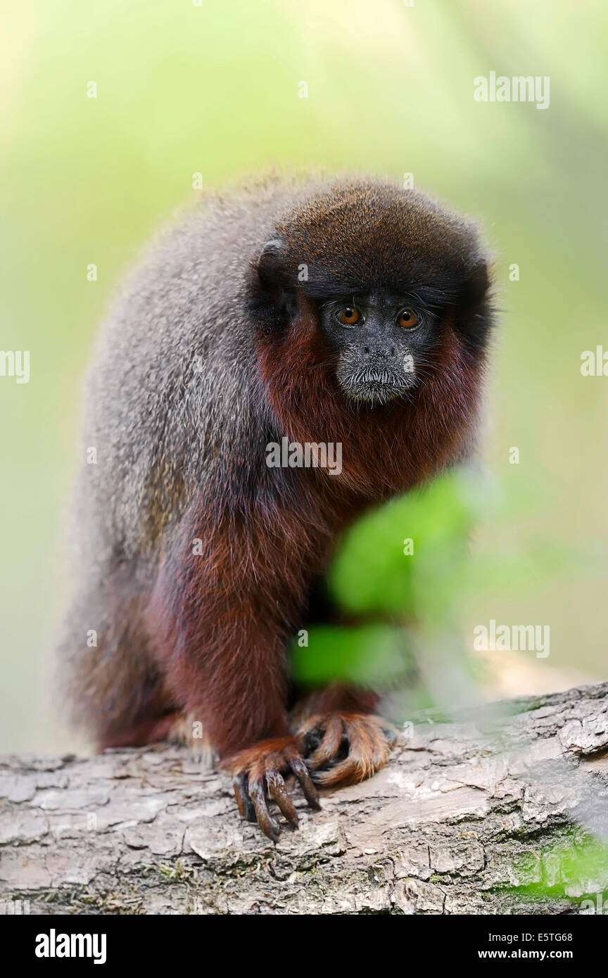 Ramato scimmia Titi o rosso scimmia Titi (Callicebus cupreus), captive, Germania Foto Stock