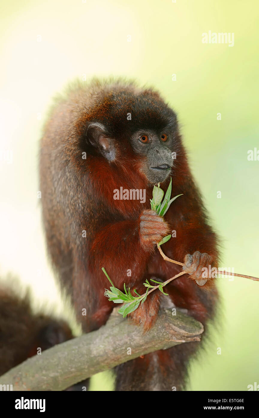Ramato scimmia Titi o rosso scimmia Titi (Callicebus cupreus), captive, Germania Foto Stock