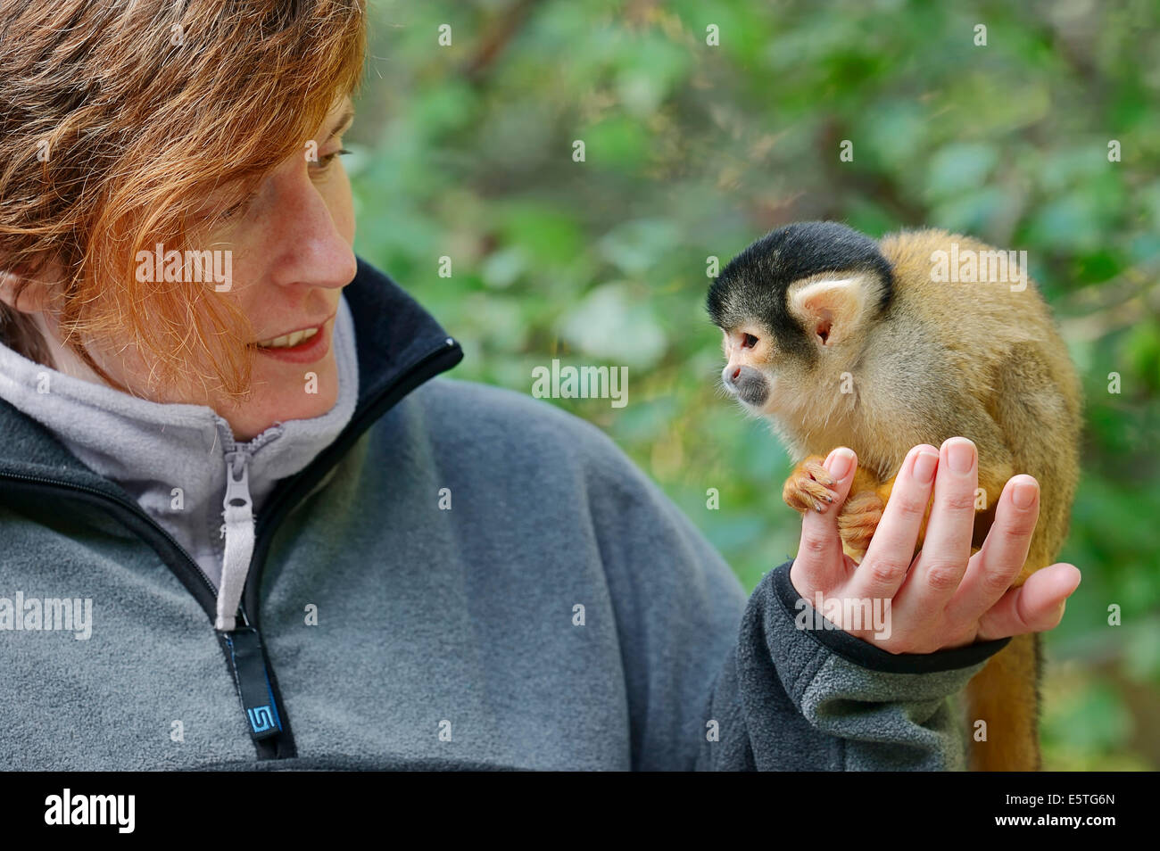 Boliviano della Scimmia di scoiattolo (Saimiri boliviensis) seduto su una donna la mano, captive, Germania Foto Stock