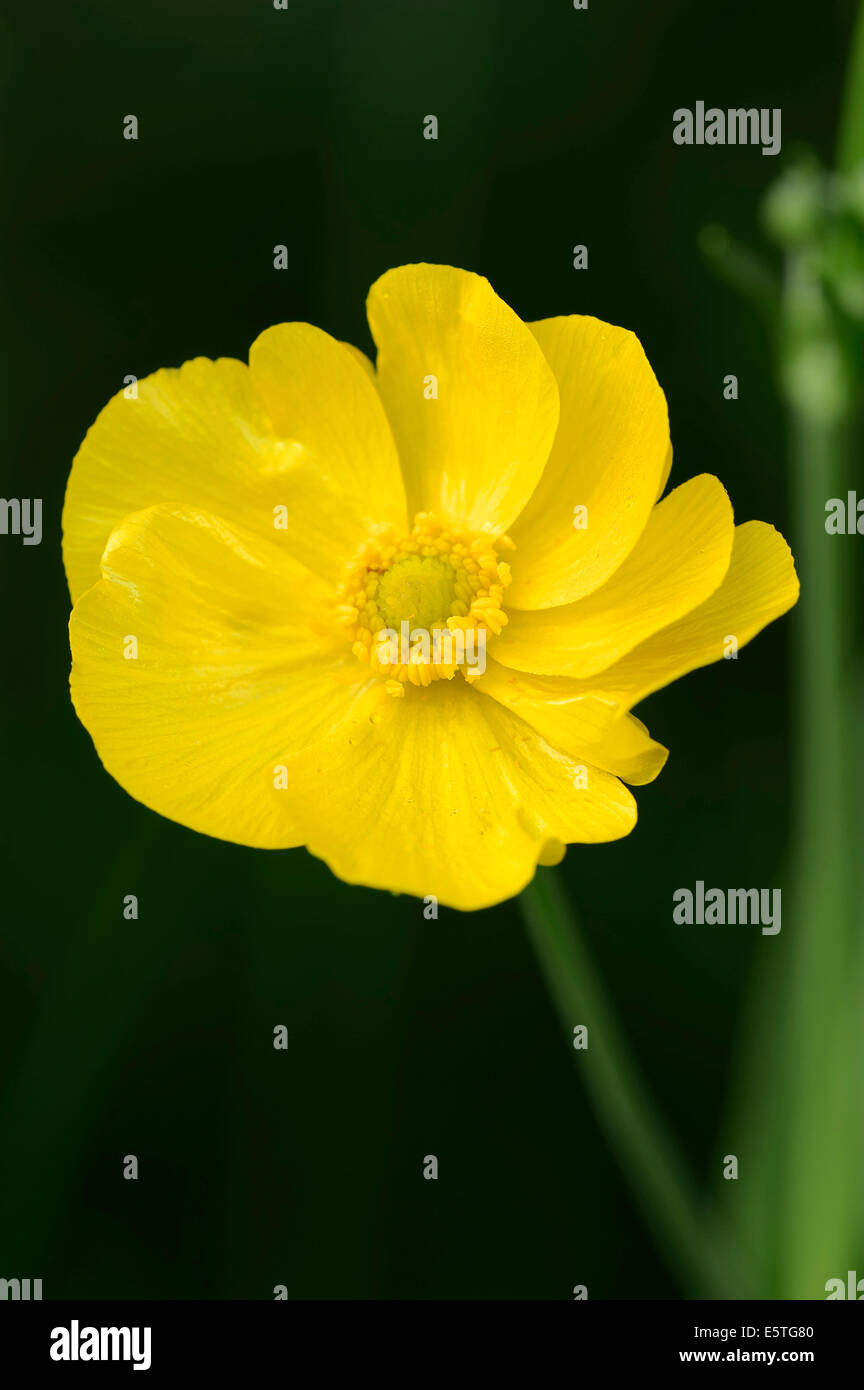 Maggiore Spearwort o acqua Spearwort (Ranunculus lingua), fiore, Renania settentrionale-Vestfalia, Germania Foto Stock