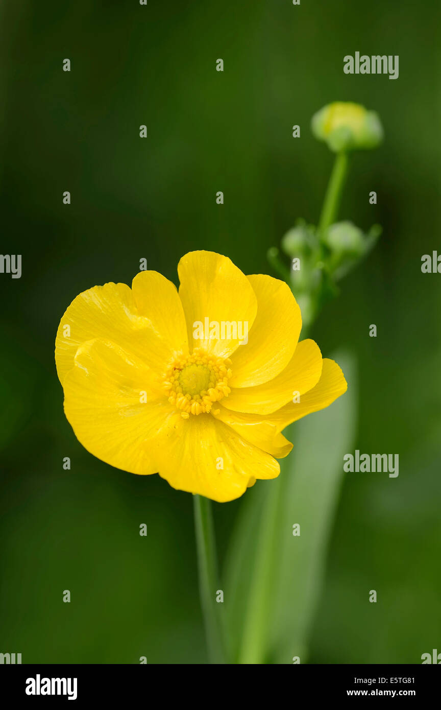 Maggiore Spearwort o acqua Spearwort (Ranunculus lingua), fiore, Renania settentrionale-Vestfalia, Germania Foto Stock