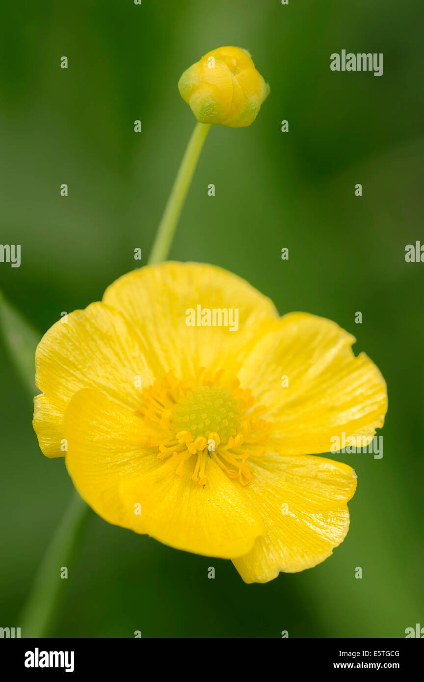 Maggiore Spearwort o acqua Spearwort (Ranunculus lingua), fiore, Renania settentrionale-Vestfalia, Germania Foto Stock