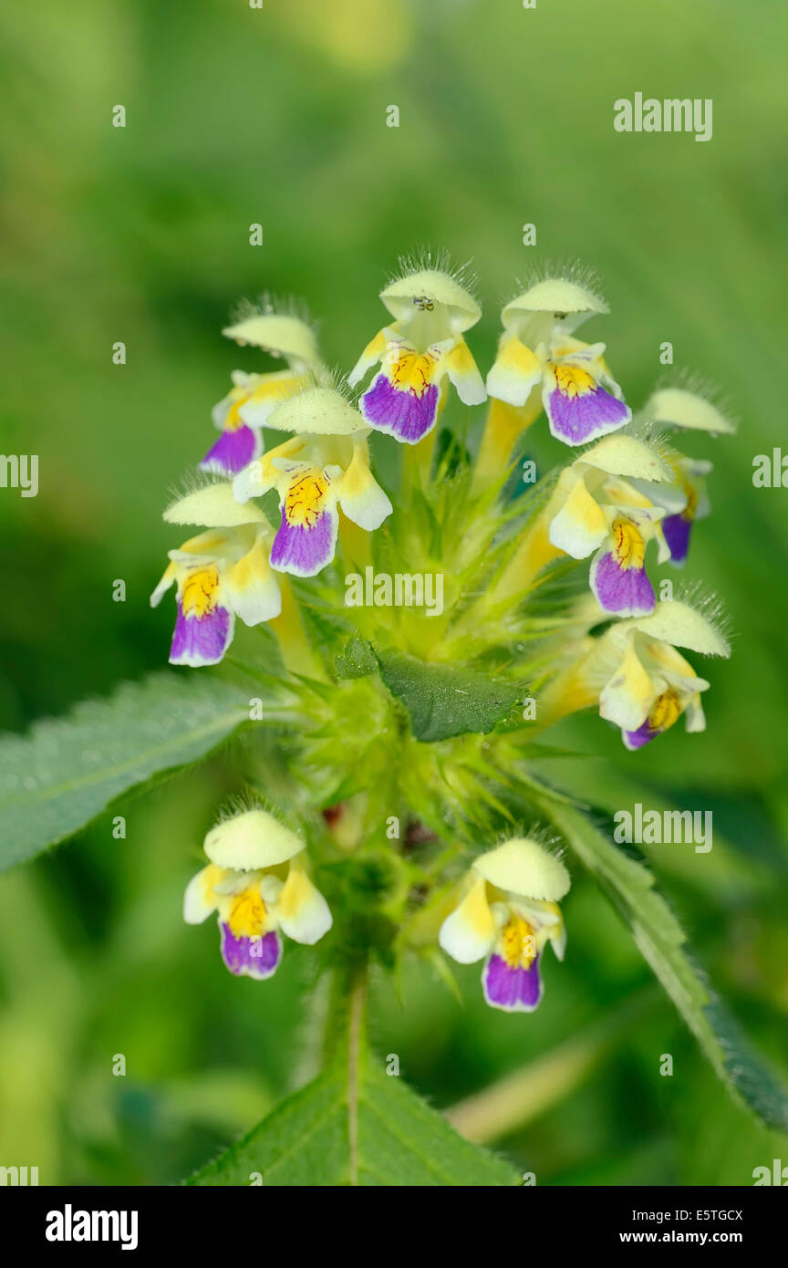 Edmonton Hempnettle o a fiore grande la canapa di ortica (Galeopsis speciosa), fiori, Nord Reno-Westfalia, Germania Foto Stock