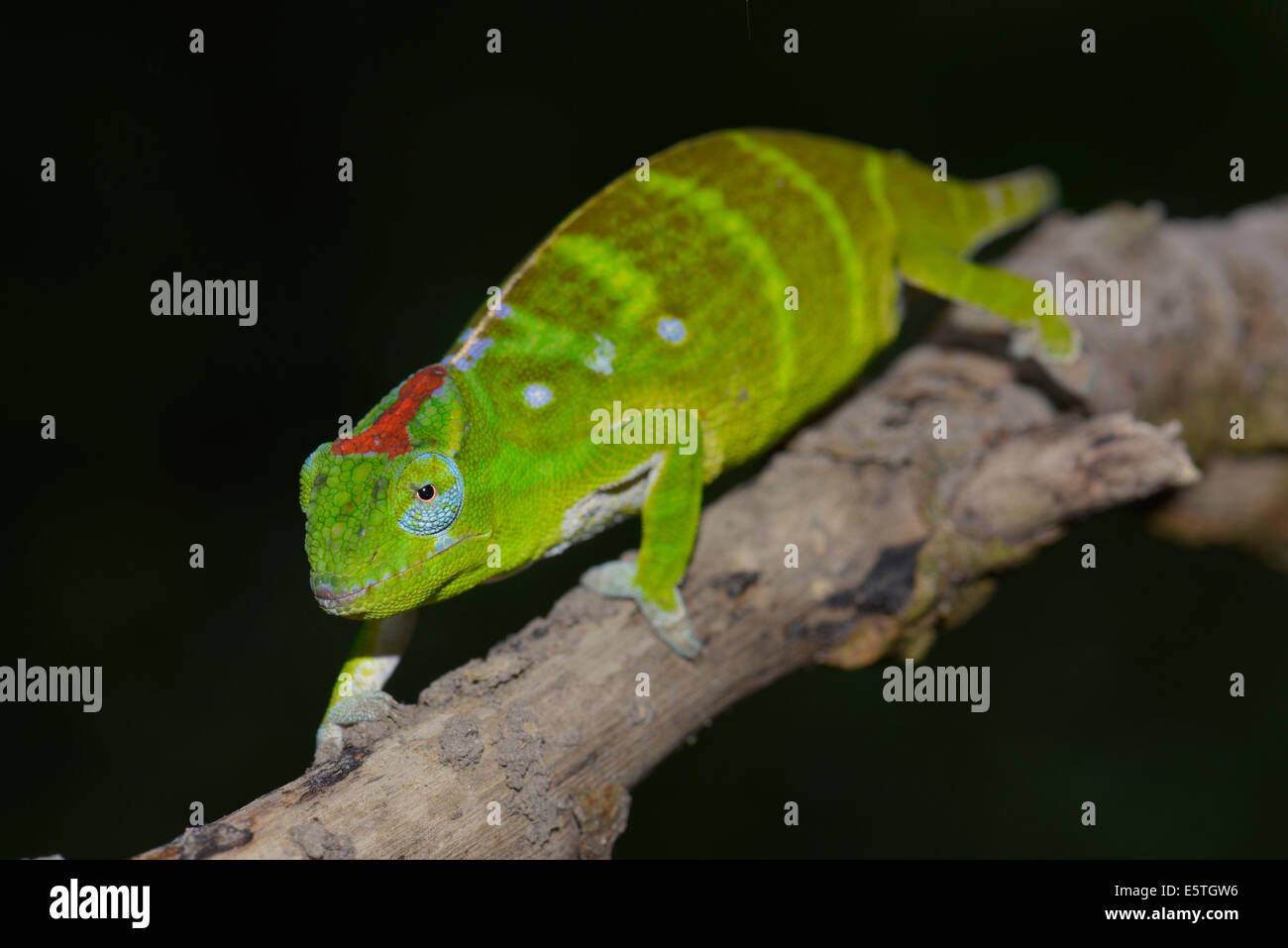 Petter è Chameleon (Furcifer petteri), estremamente raro, nella foresta pluviale, Ambra Mountain National Park, Madagascar Foto Stock