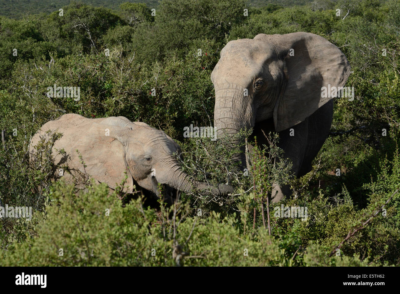 L'elefante africano (Loxodonta africana), Adulto con vitello, Addo Elephant National Park, Capo orientale, Sud Africa Foto Stock