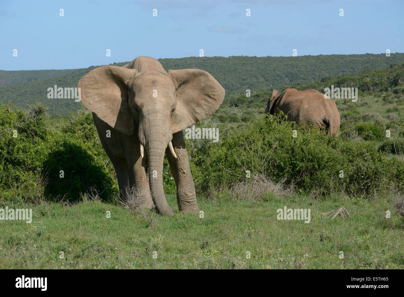 L'elefante africano (Loxodonta africana), Addo Elephant National Park, Capo orientale, Sud Africa Foto Stock