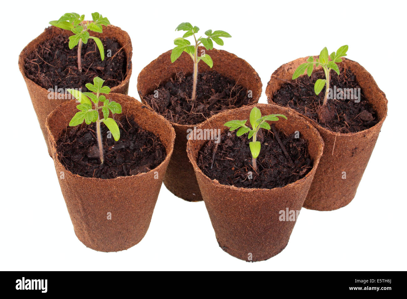 Le piante di pomodoro (Solanum Lycopersicum) cresce in vasi biodegradabili Foto Stock