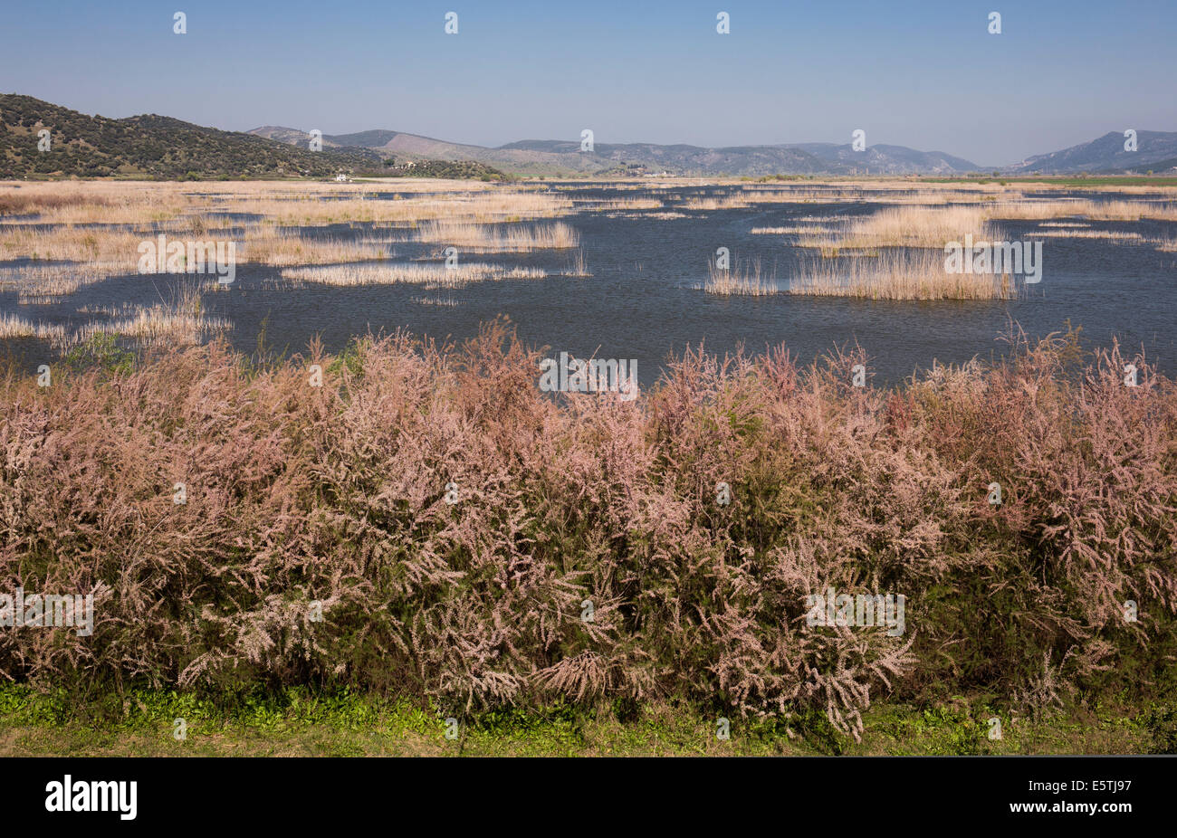 Belevi Lago e Tamarix alberi Selçuk Turchia Foto Stock