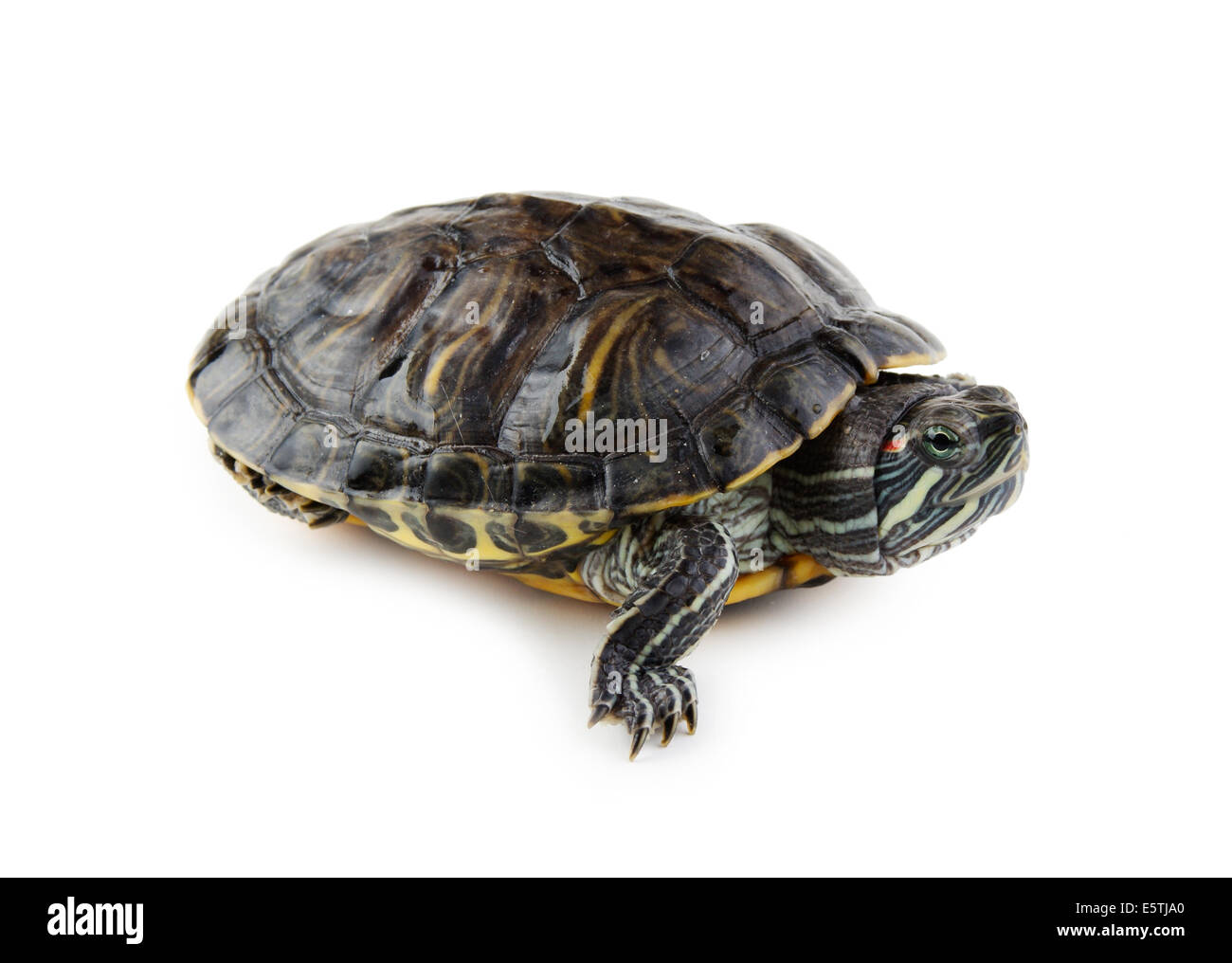 Orecchio rosso tartaruga isolati su sfondo bianco Foto Stock