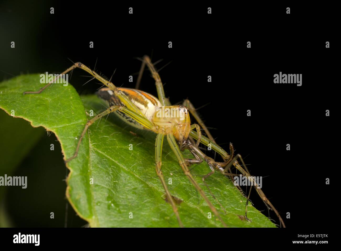 Una lince spider divorando una mantide ninfa. Foto Stock