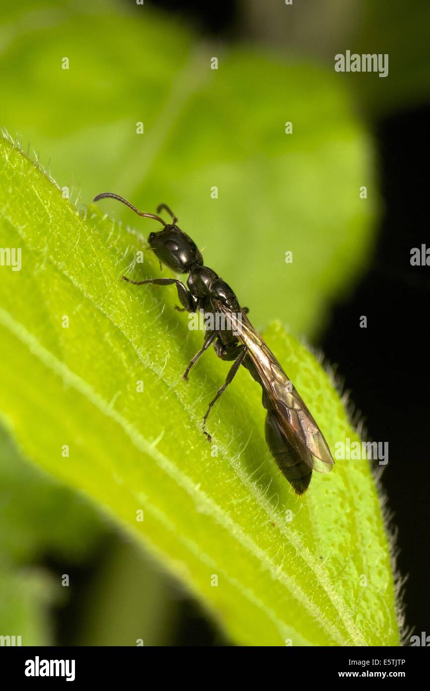 Tetraponera sp. regina ant. Tetraponera, è un genere di formiche, comunemente esili formiche, nella famiglia Formicidae Foto Stock