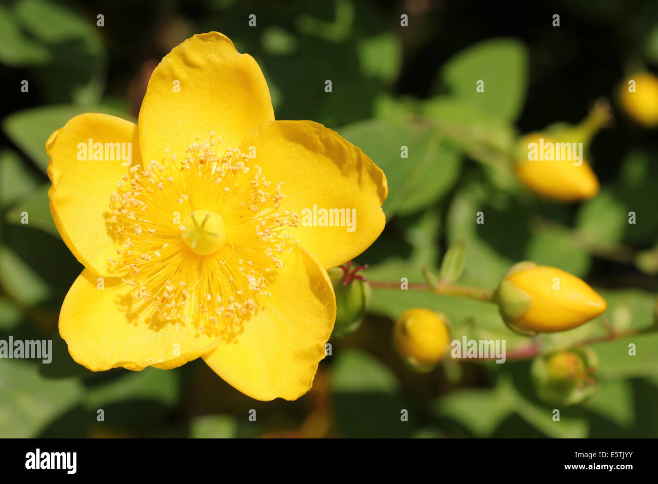Rosa di Sharon Hypericum calycinum Foto Stock