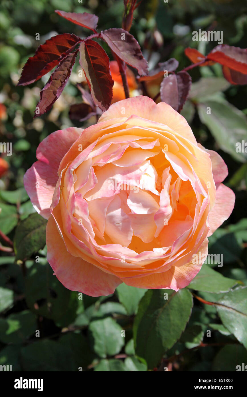 Rosa inglese 'Lady Emma Hamilton' Foto Stock