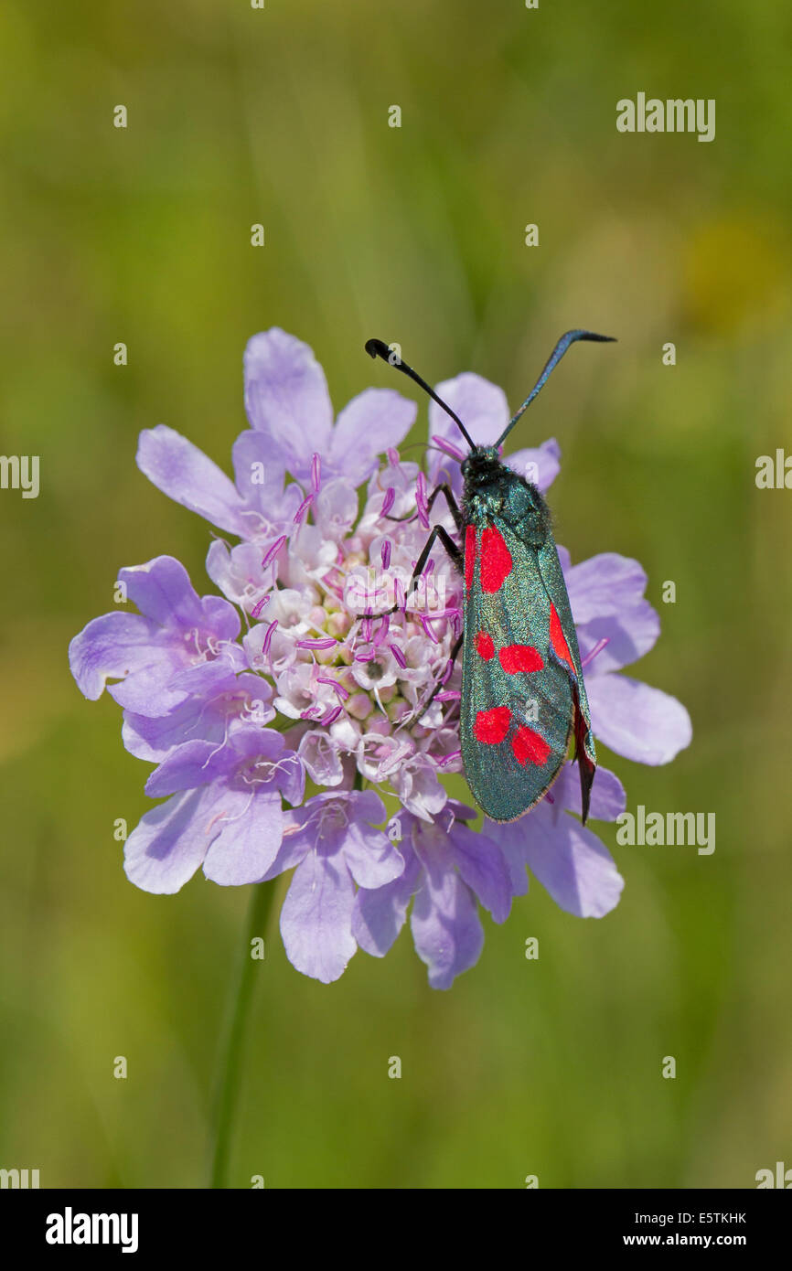 Sei-spot Burnett moth avanzamento sul piccolo scabious Foto Stock