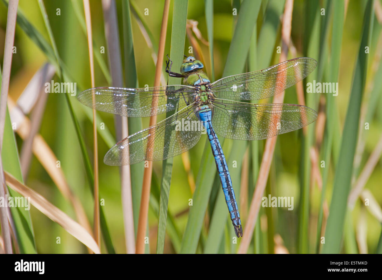 Maschio a forma di libellula Imperatore in appoggio tra i voli Foto Stock