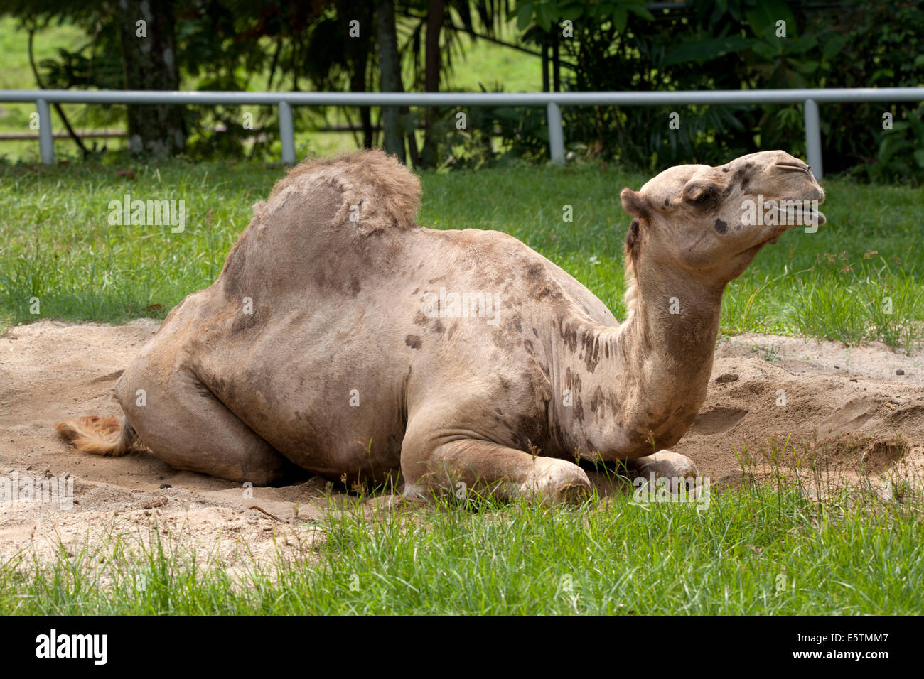 Dromedario un cammello humped Camelus dromedarius Foto Stock