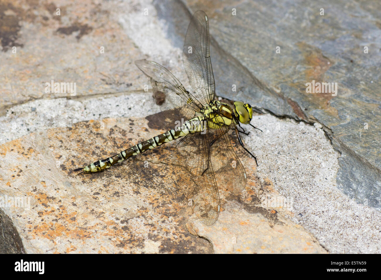 Femmina hawker meridionale dragonfly, Aeshna cyanea, appoggiata sul vestito della muratura Foto Stock