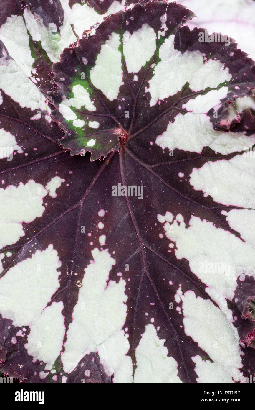 Tipo Rex Begonia x cultorum " Cina " curl dettaglio foglia Foto Stock