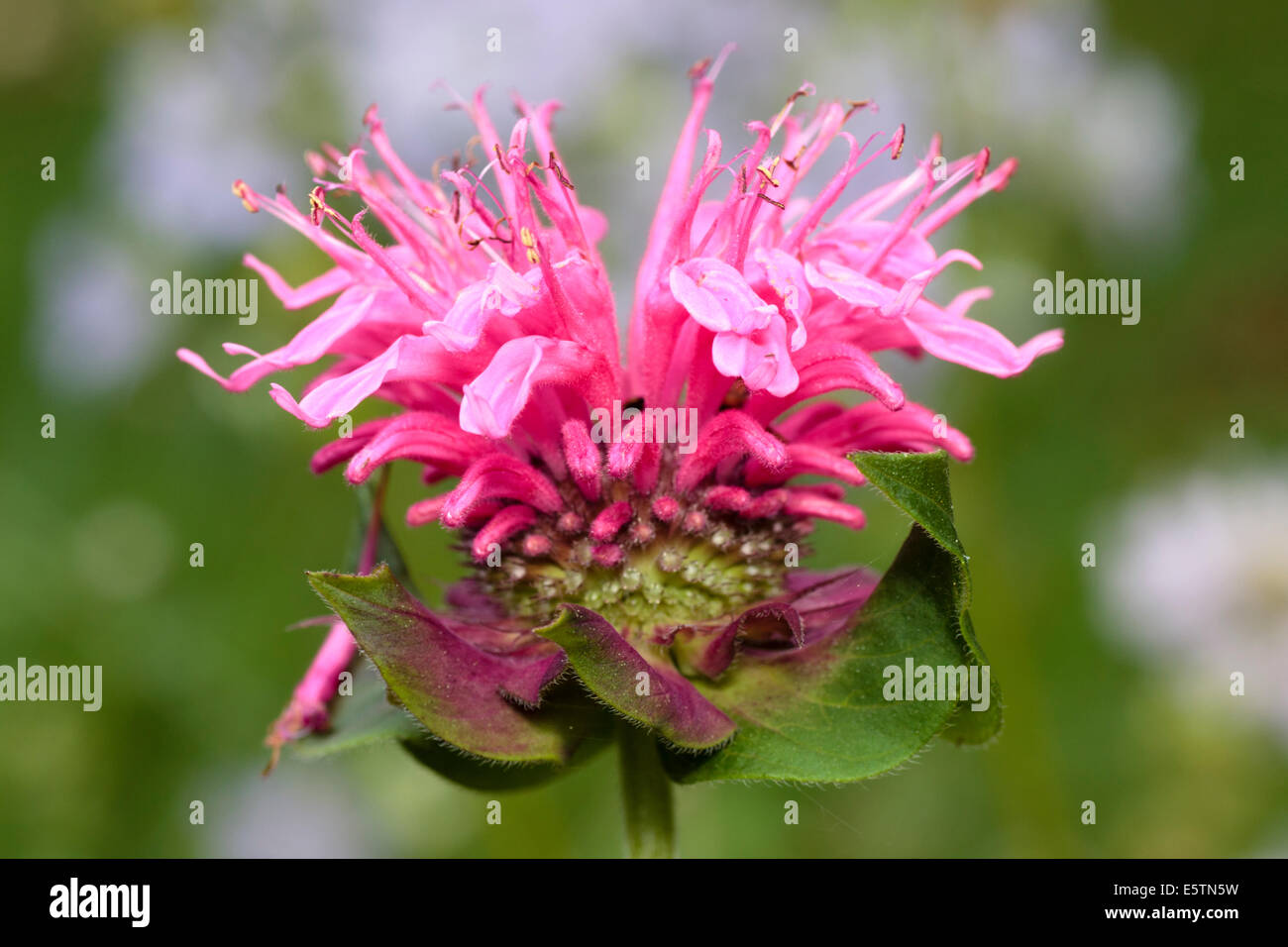 Unico fiore spike di Monarda didyma "pizzo rosa Foto Stock