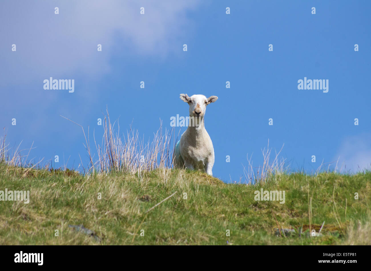 Il Gallese le pecore di montagna a Tanygrisiau, Blaenau Ffestiniog, Snowdonia, Gwynedd, il Galles del Nord Foto Stock
