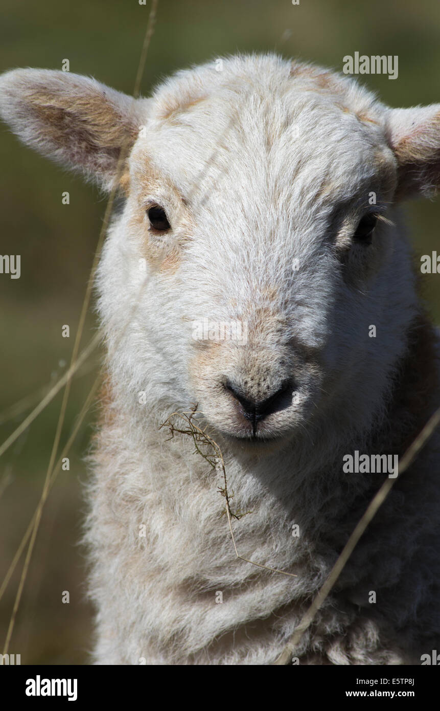 Montagna di Welsh Lamb a Tanygrisiau, Blaenau Ffestiniog, Snowdonia, Gwynedd, il Galles del Nord Foto Stock