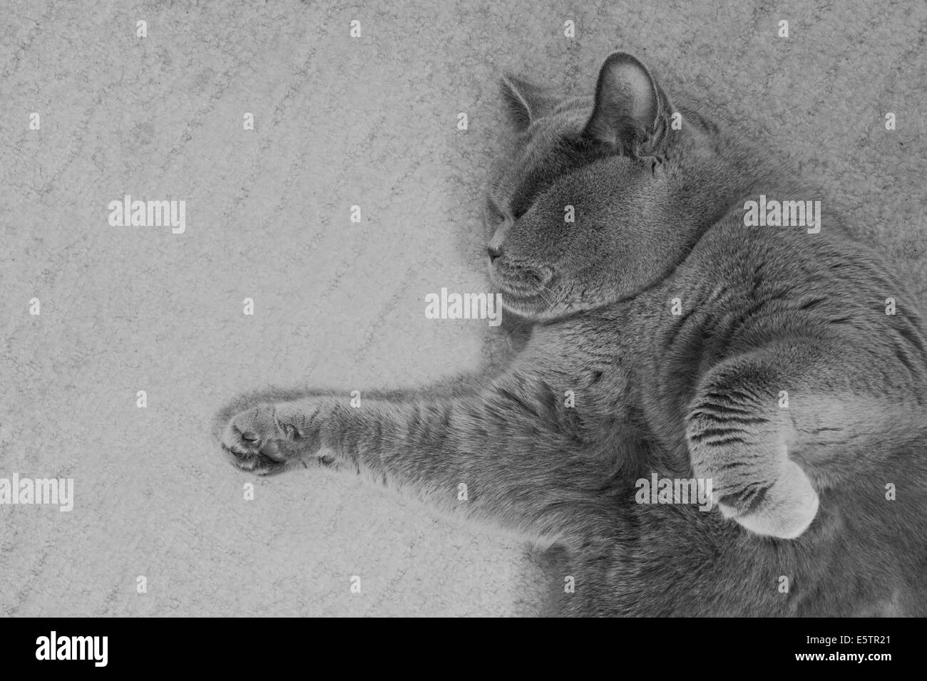 Grigio britannico Gatto sdraiato sul pavimento Foto Stock