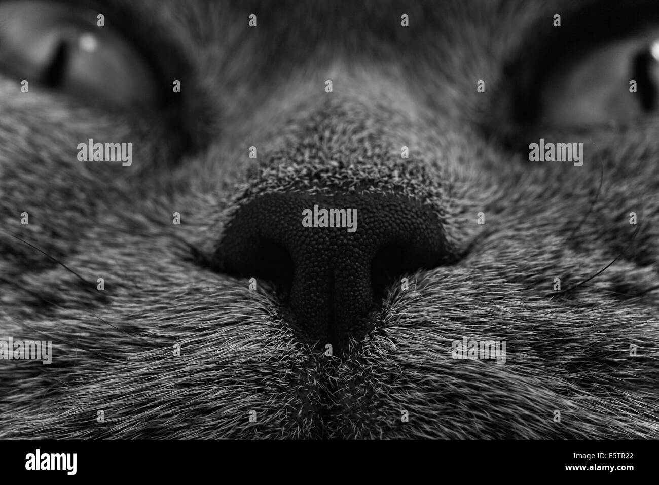 Funny muso di gatto grigio close up Foto Stock