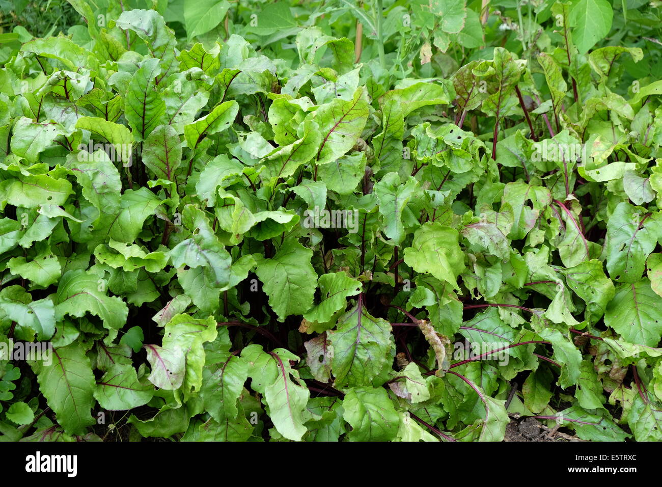 La barbabietola rossa crescente sul grafico di veg Foto Stock