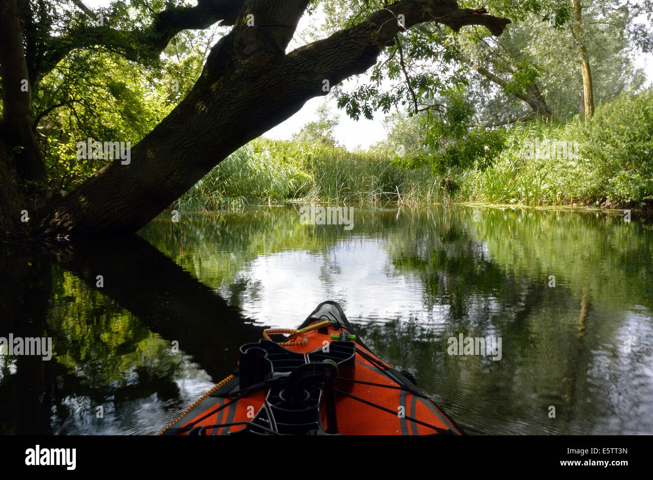 Canoa kayak sotto un albero sul fiume Stour tra Nayland e Bures, Suffolk / Essex Foto Stock