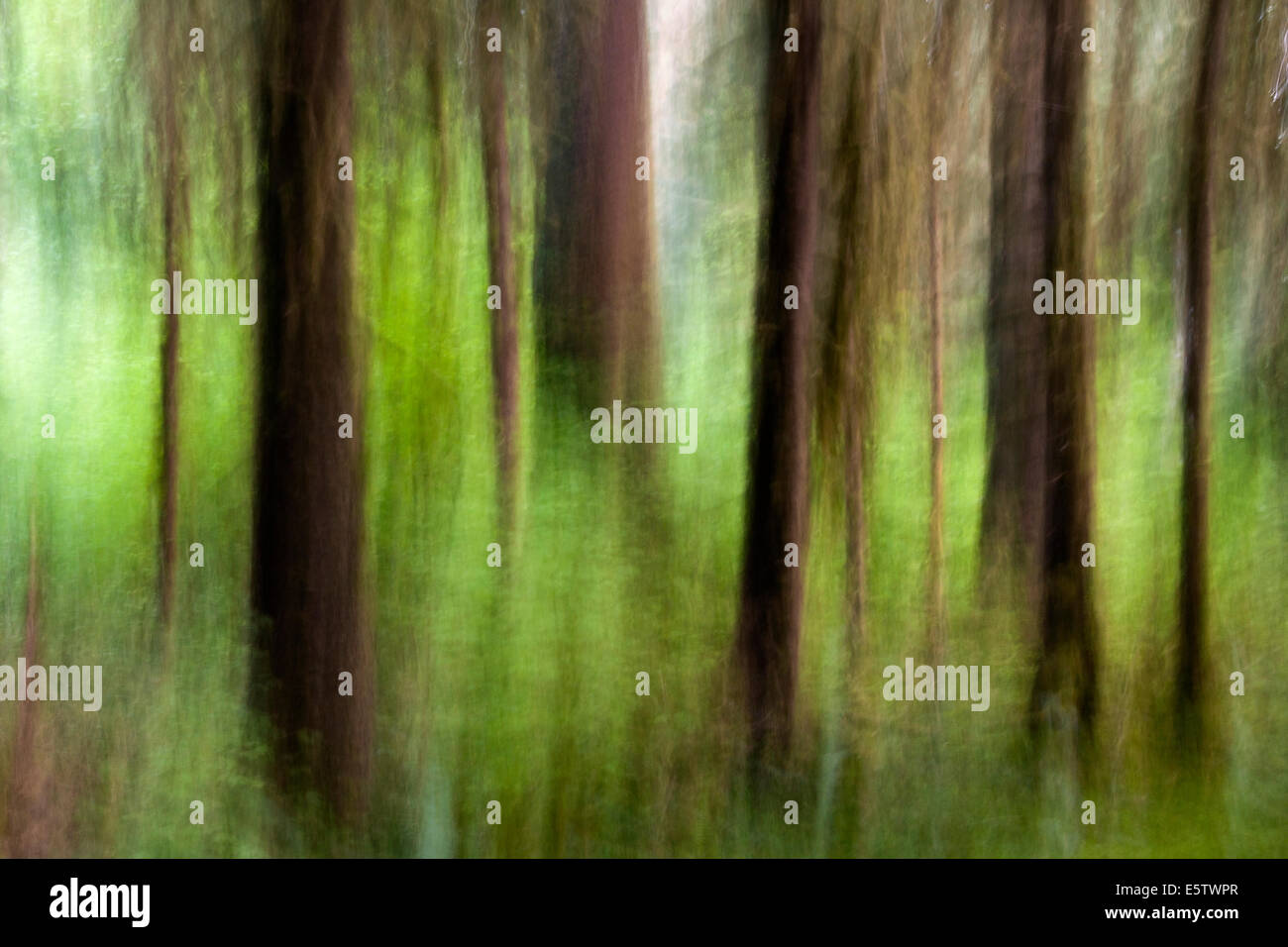 Immagine astratta di Hoh Rainforest - Parco nazionale di Olympic, vicino a forche, Washington, Stati Uniti d'America Foto Stock
