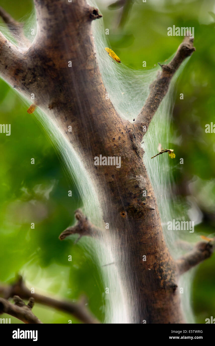 Tenda tenda Caterpillar - Camp Lula Sams - Brownsville, Texas USA Foto Stock