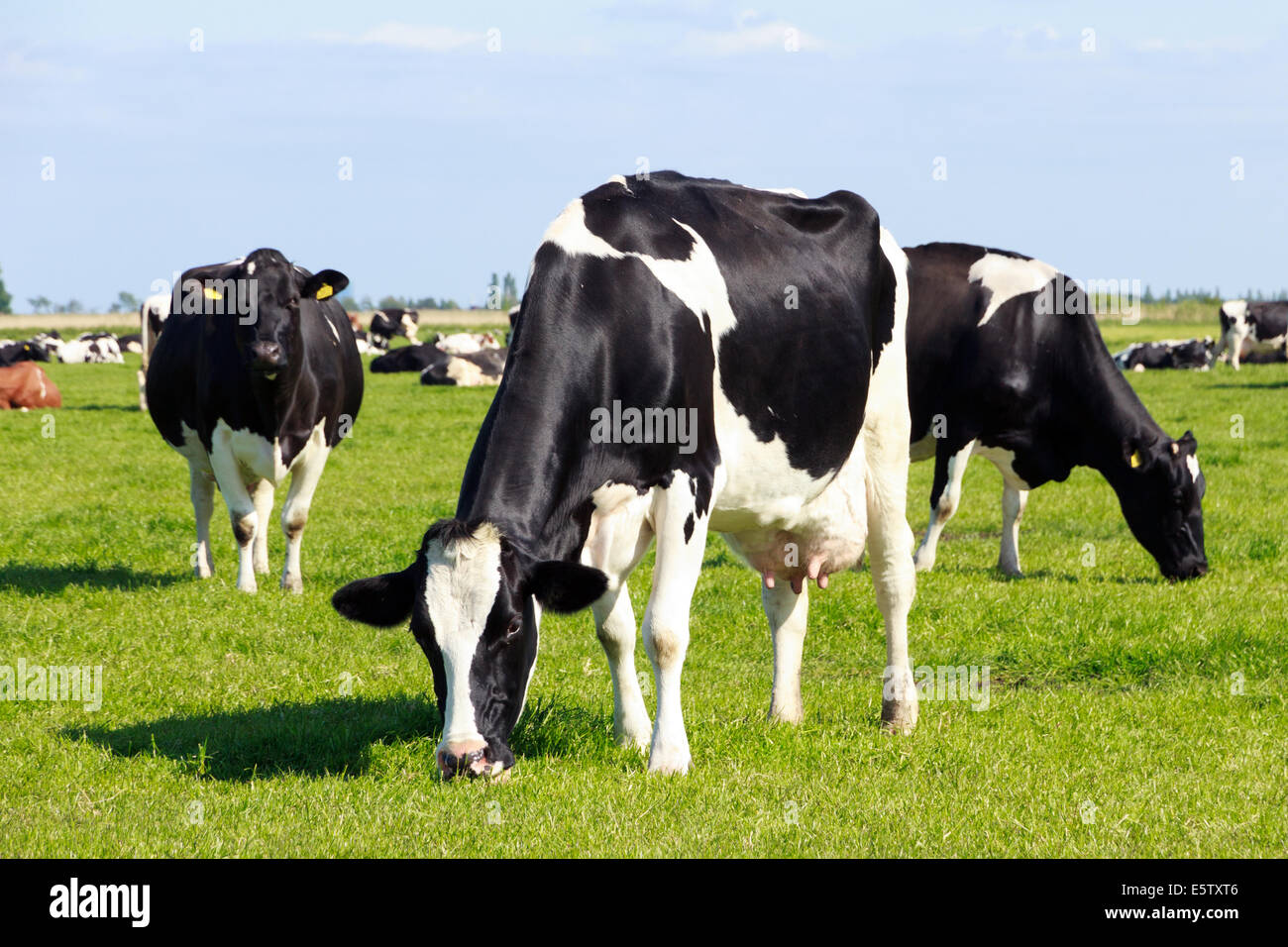 Bianco e nero vacche su terreni agricoli Foto Stock