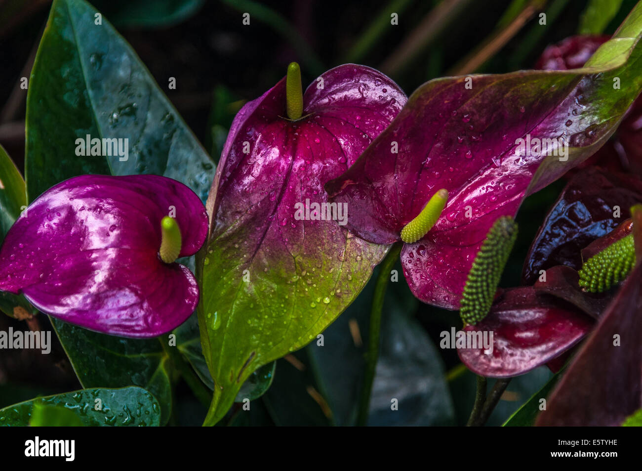 Un piccolo bouquet di anthurium viola. Foto Stock