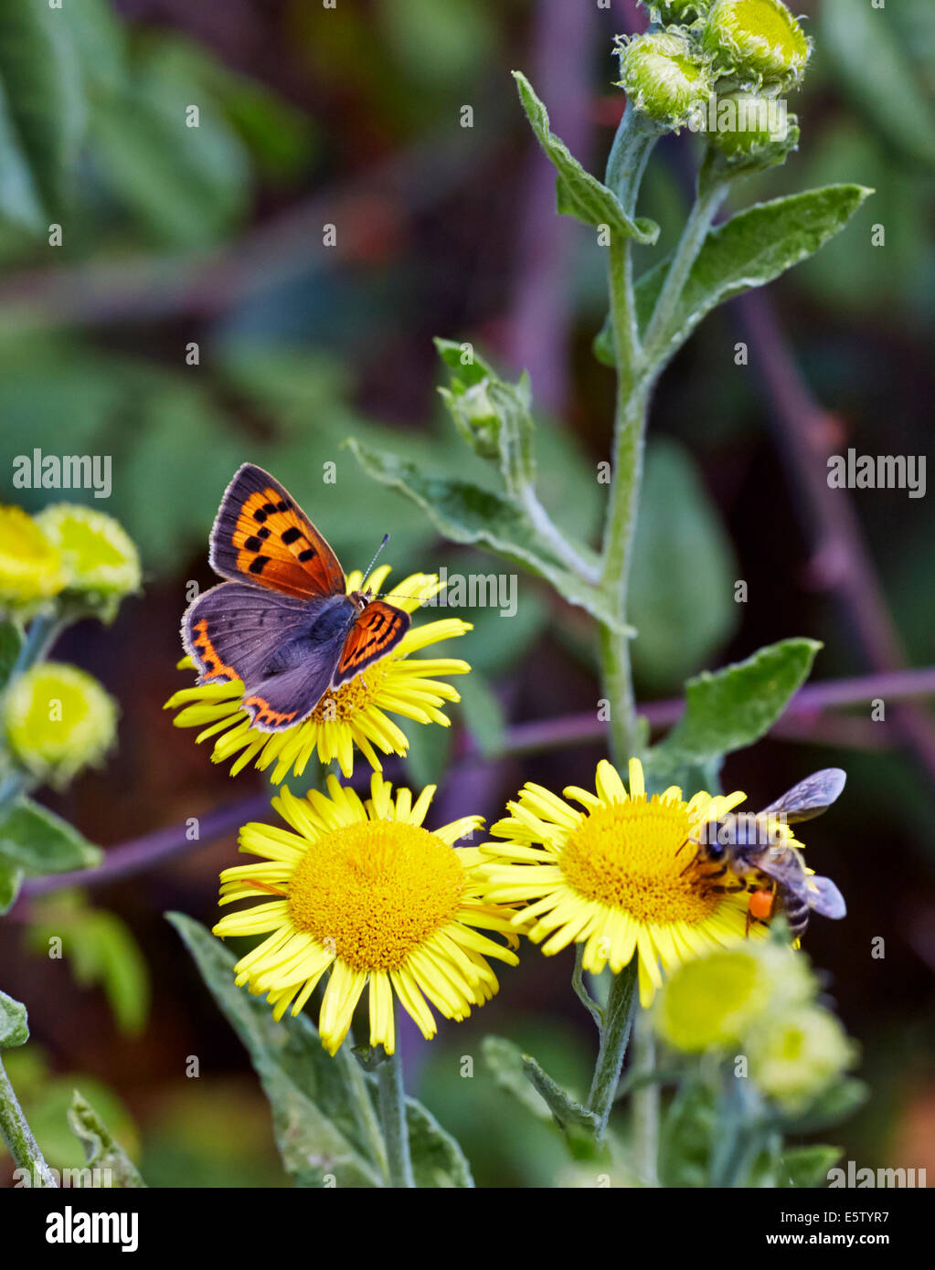 Piccola farfalla di rame e ape su Fleabane comune. Bookham comune, Surrey, Inghilterra. Foto Stock