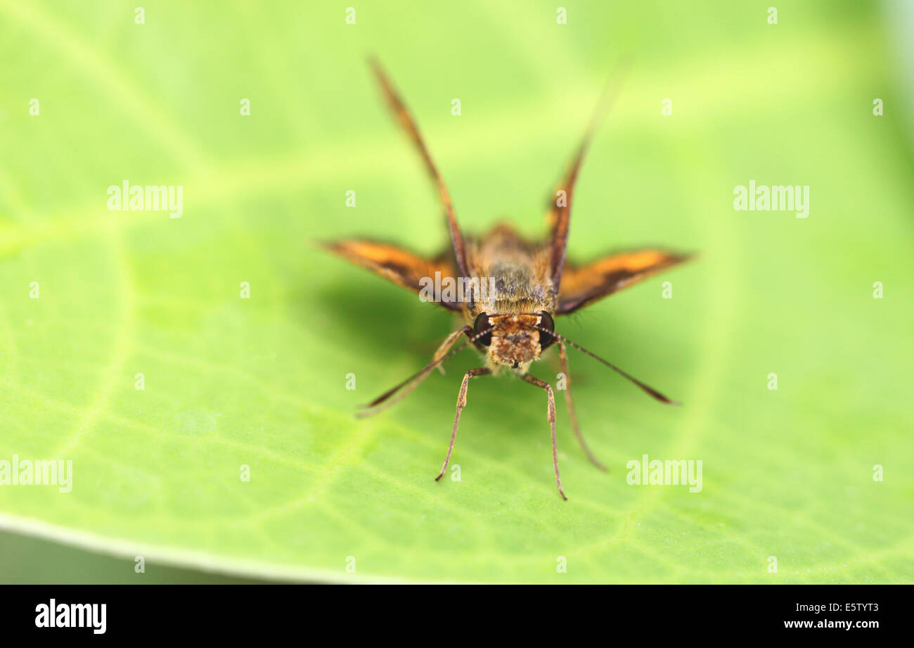 Insetto marrone sulla foglia verde nella foresta. Foto Stock
