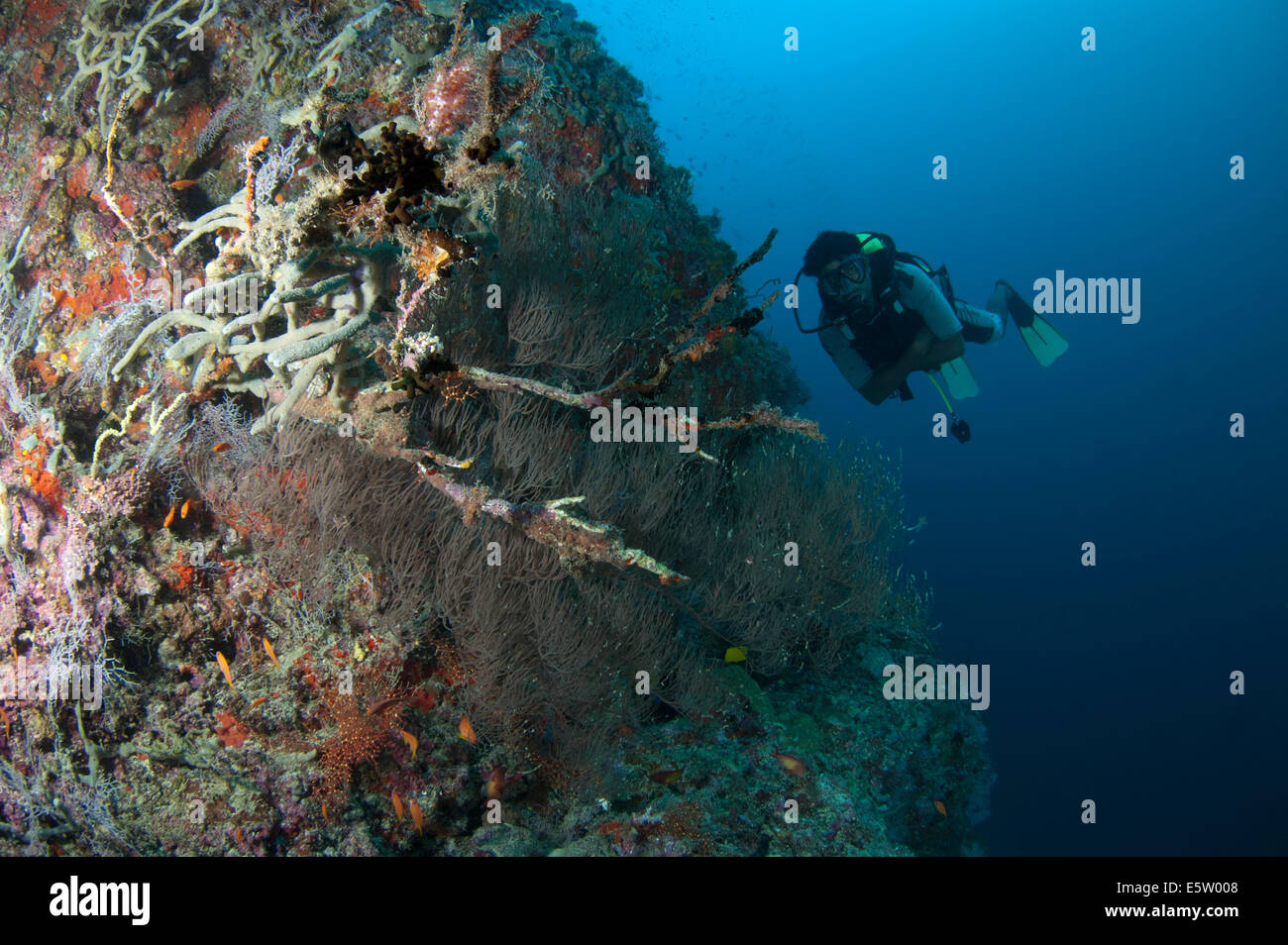 Un subacqueo in bilico accanto a una ripida scogliera di corallo nelle Maldive, Oceano Indiano Foto Stock