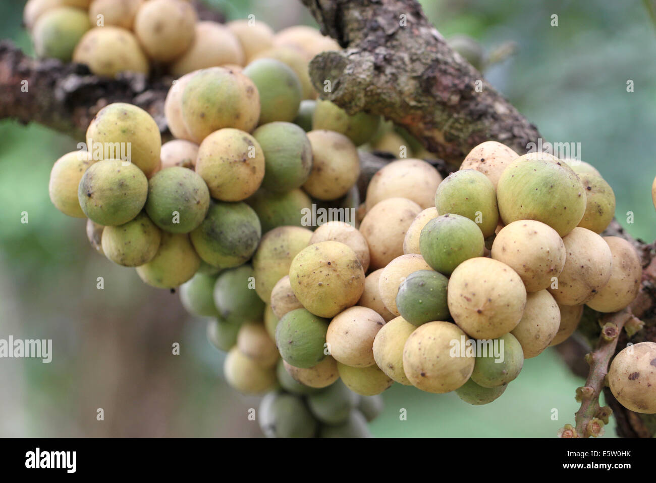 Wollongong freschi frutti su albero nel frutteto. Foto Stock