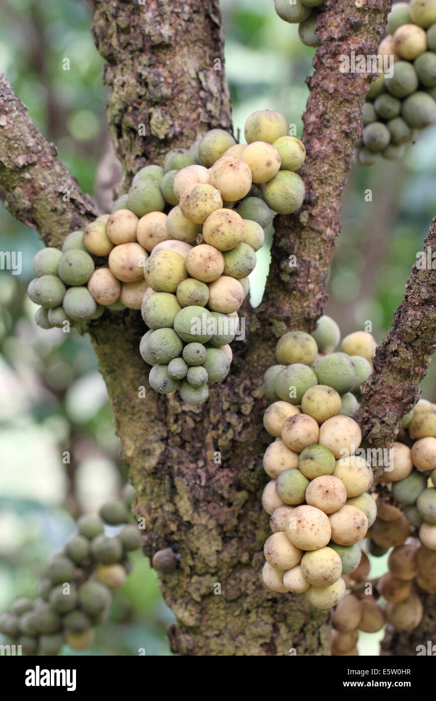 Wollongong freschi frutti su albero nel frutteto. Foto Stock