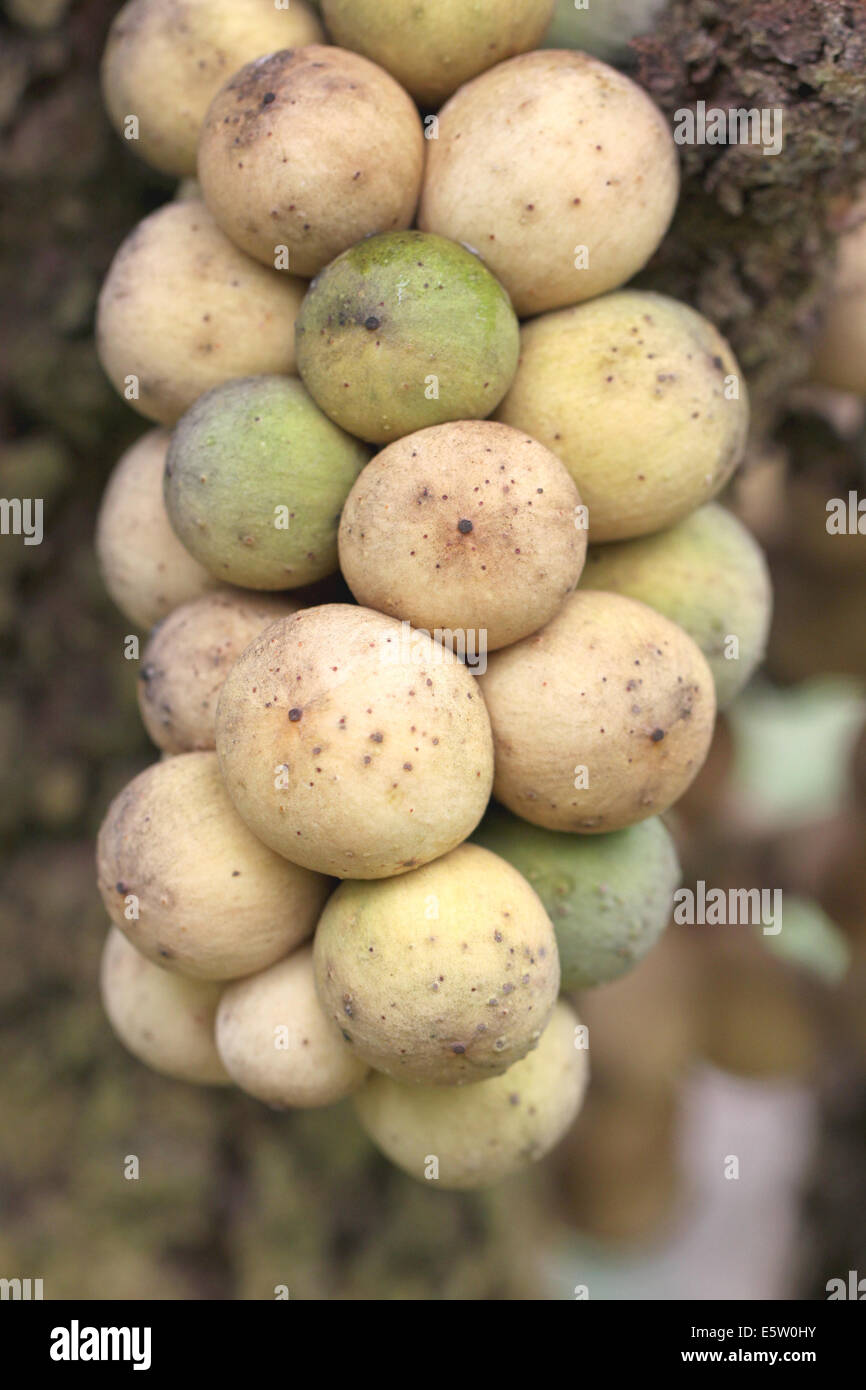 Wollongong freschi frutti su albero nel frutteto. Foto Stock