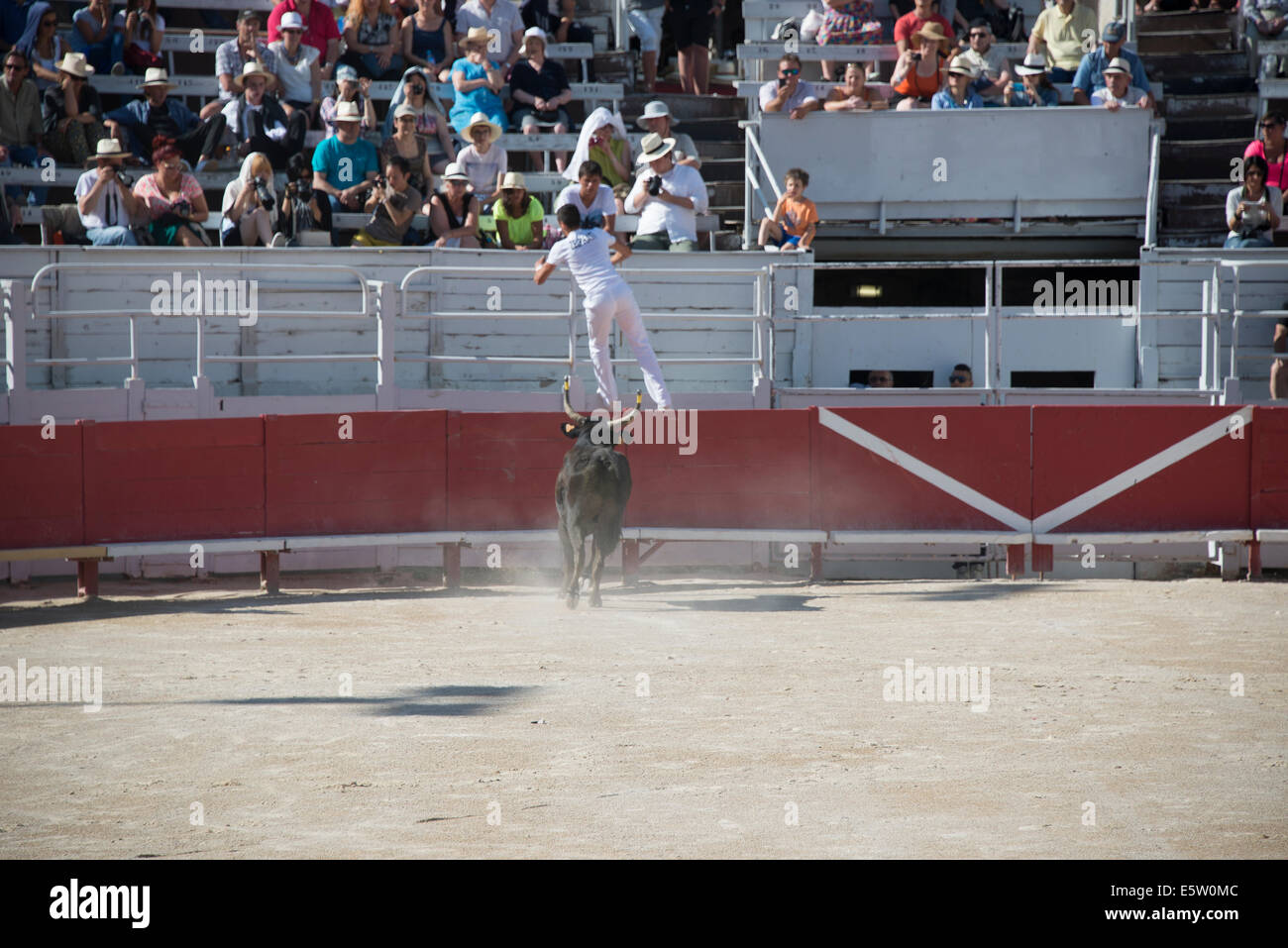 Bull Racing Arles Francia Foto Stock