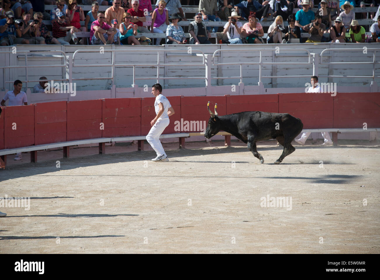 Bull Racing Arles Francia Foto Stock
