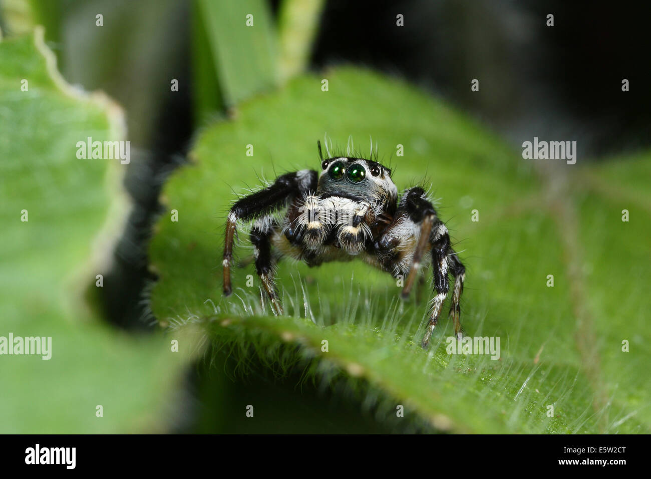 In bianco e nero Jumping Spider (Salticidae) da ambra Mountain (Montagne d'Ambre), Madagascar Foto Stock
