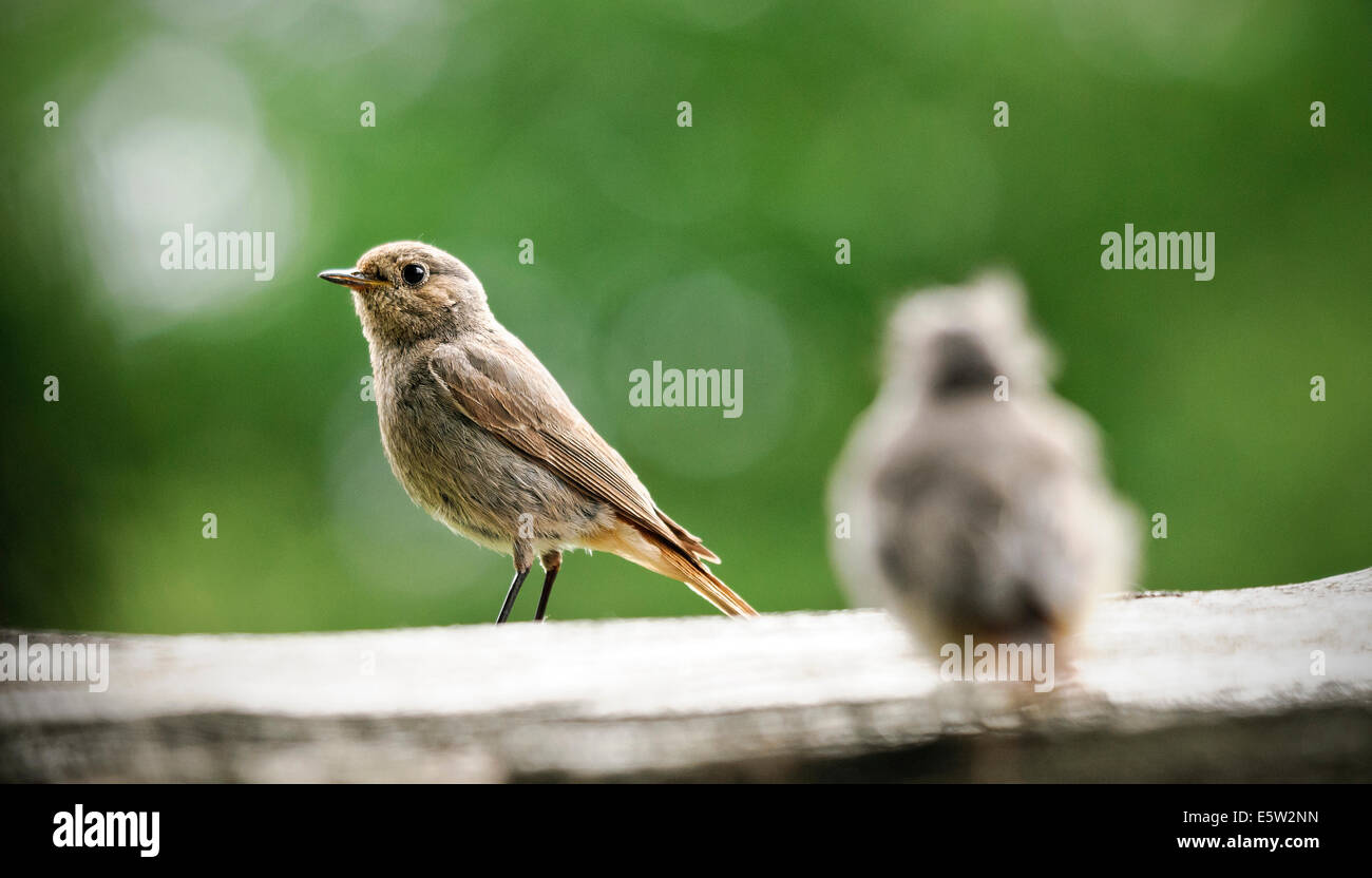 Ritorno di madri Foto Stock