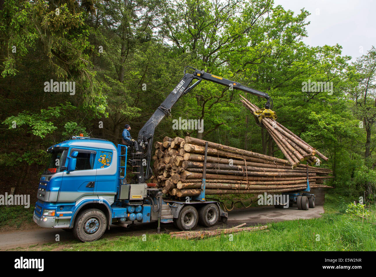 Forester abbattuto di caricamento tronchi di alberi sul carrello di registrazione con gru idraulica / loglift nella foresta Foto Stock