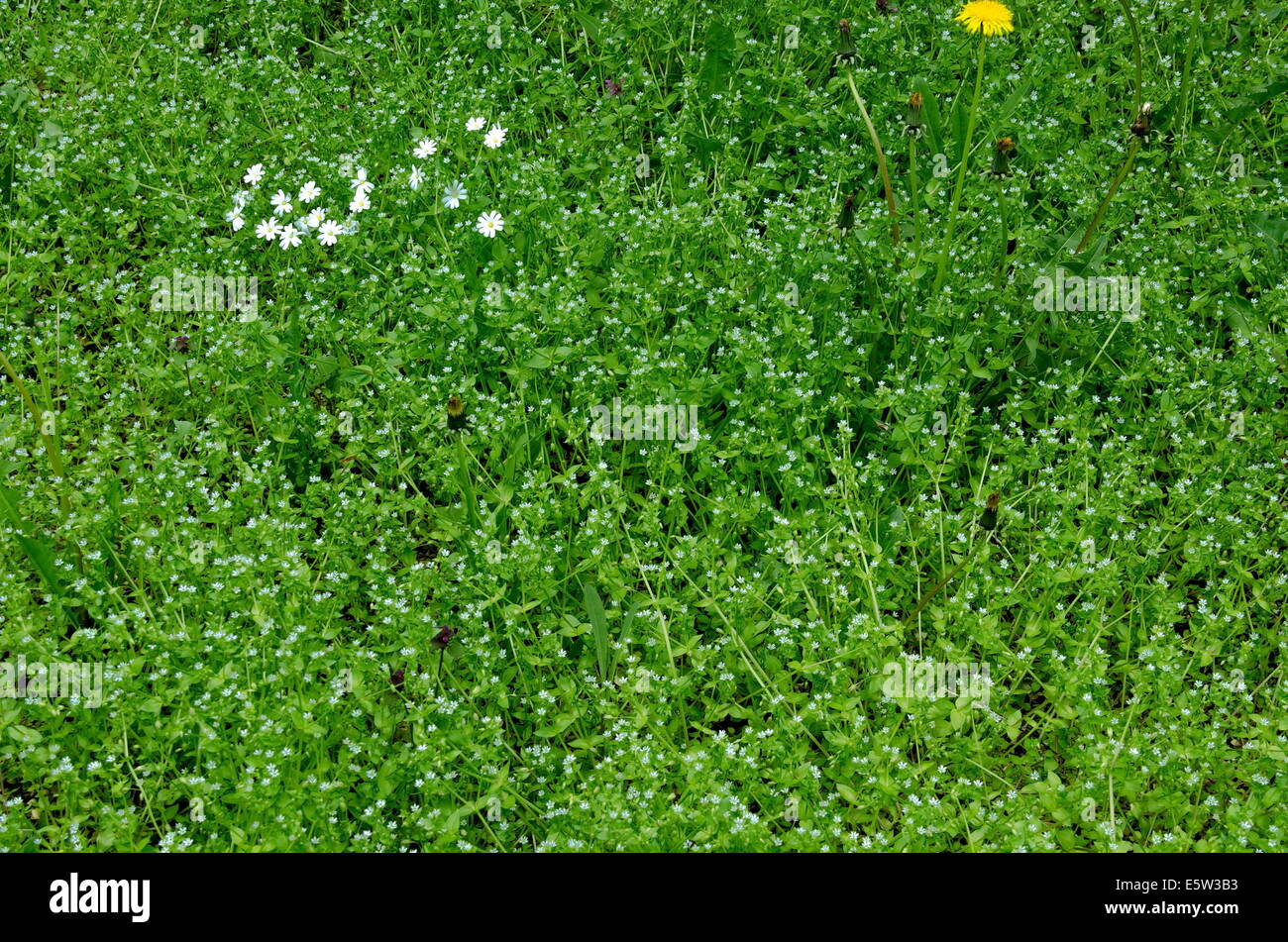 Erba verde e piccoli sfondo a margherita Foto Stock