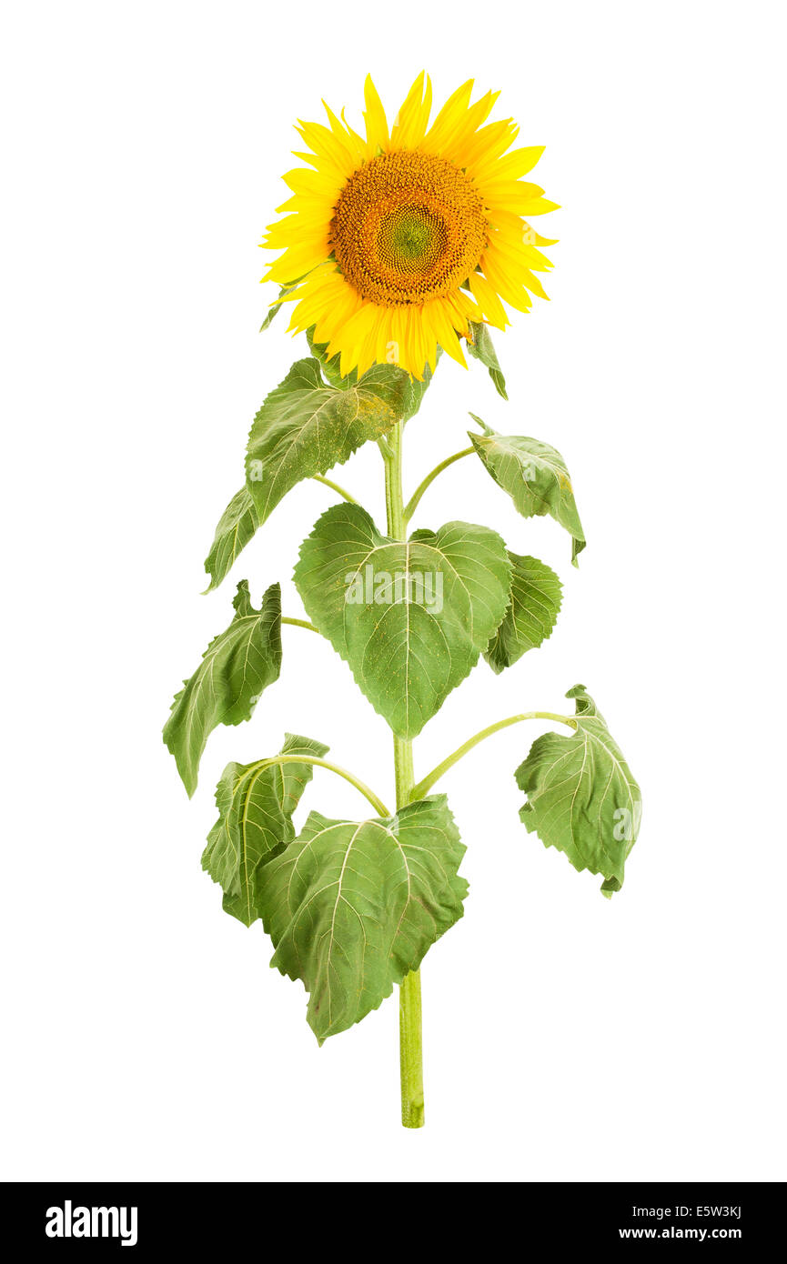 Isolato di semi di girasole Foto Stock